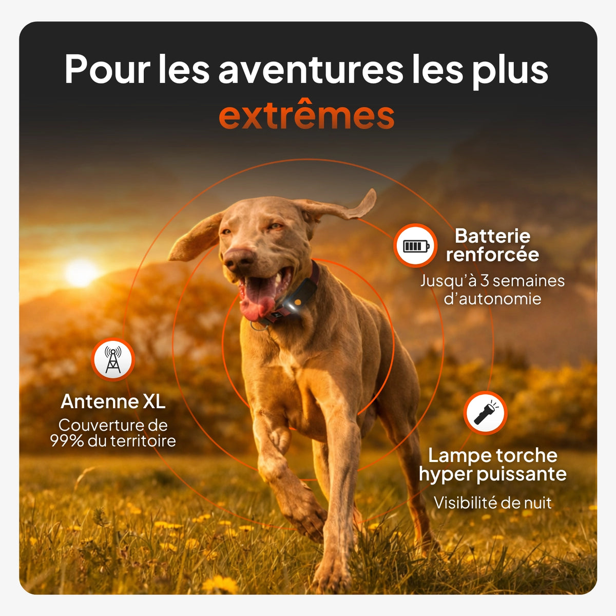 Traceur GPS pour chien - Weenect