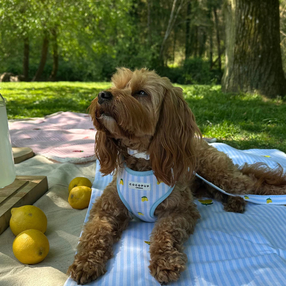 Harnais réglable Living La Vida Lemon - Cocopup London