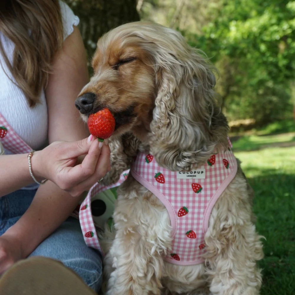 Harnais réglable Strawberry Picnic Pup - Cocopup London