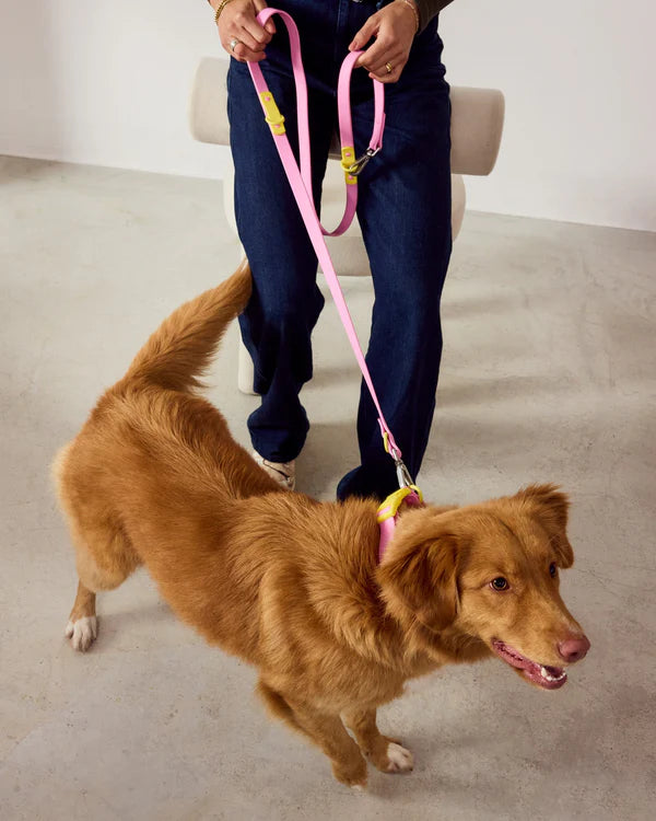 Collier pour chien en silicone - Approved by Fritz