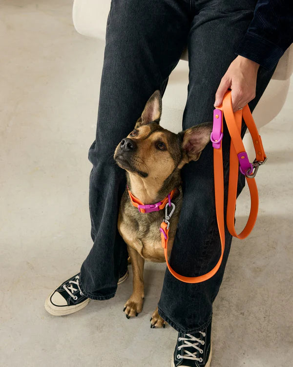 Collier pour chien en silicone - Approved by Fritz
