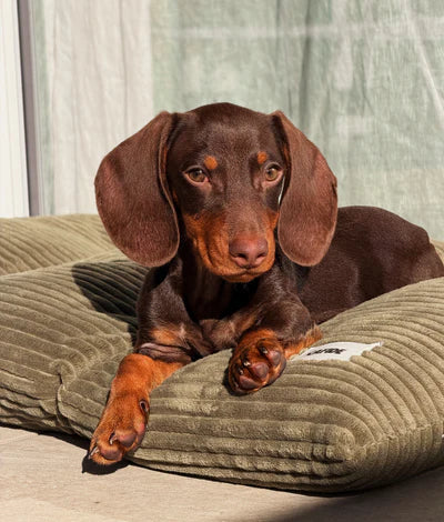 Coussin de lit pour chien 85 x 55 x 10 cm - Cafide