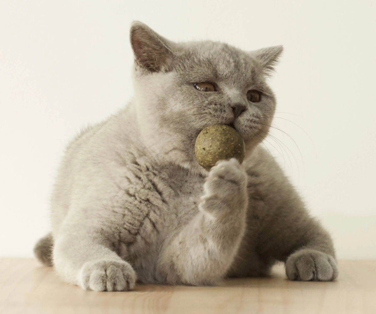 Petite balle d'herbe aux chats 20g BOULETTE - évident