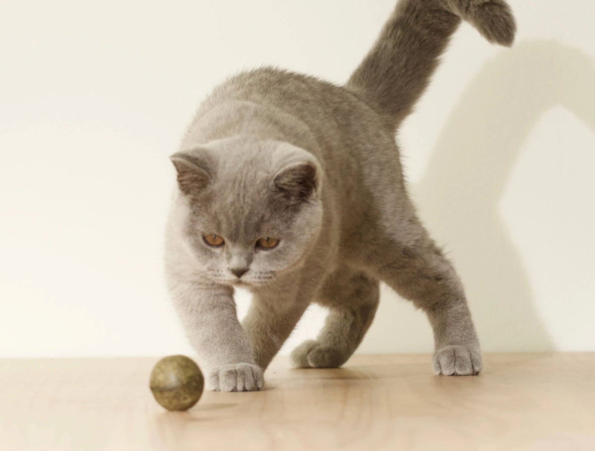 Petite balle d'herbe aux chats 20g BOULETTE - évident