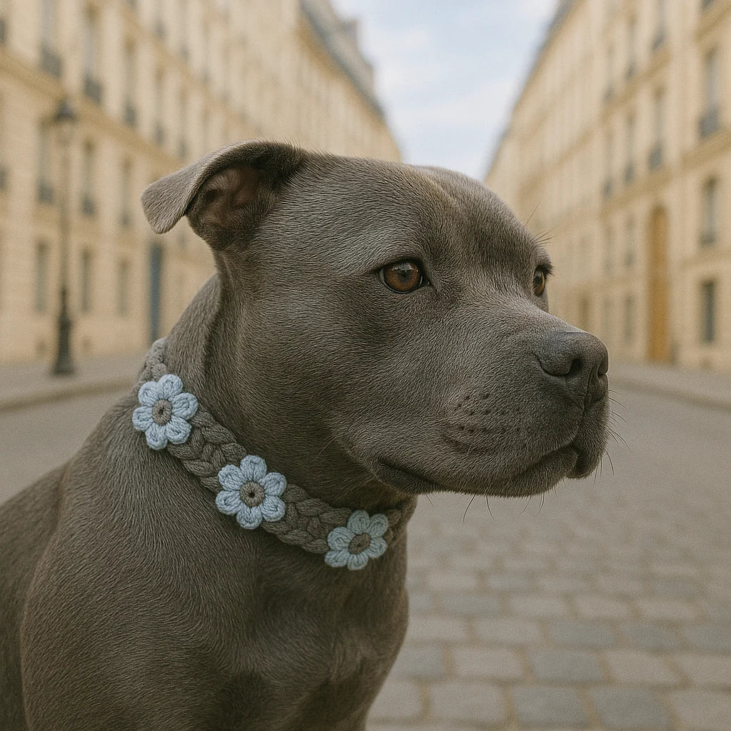 Le collier JÉRÔME - Jeannette Dogs