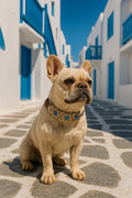 Le collier JÉRÔME - Jeannette Dogs