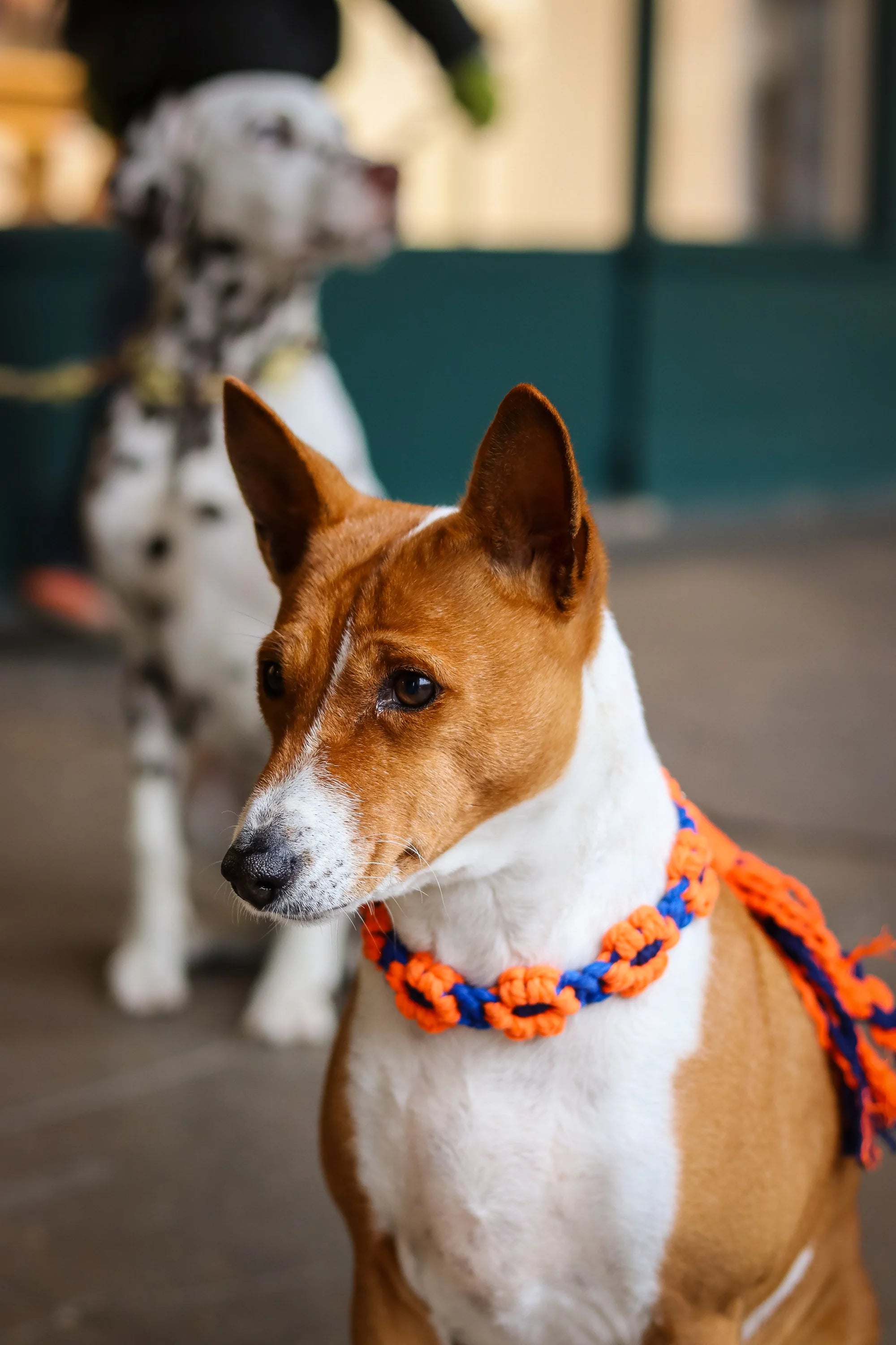 Le collier JÉRÔME - Jeannette Dogs