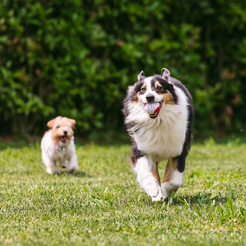Balle pour chien Party Tennis - Croci