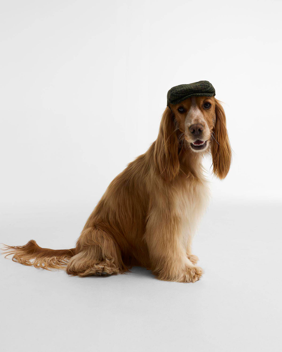 Casquette plate Wilkin pour chien - Barbour