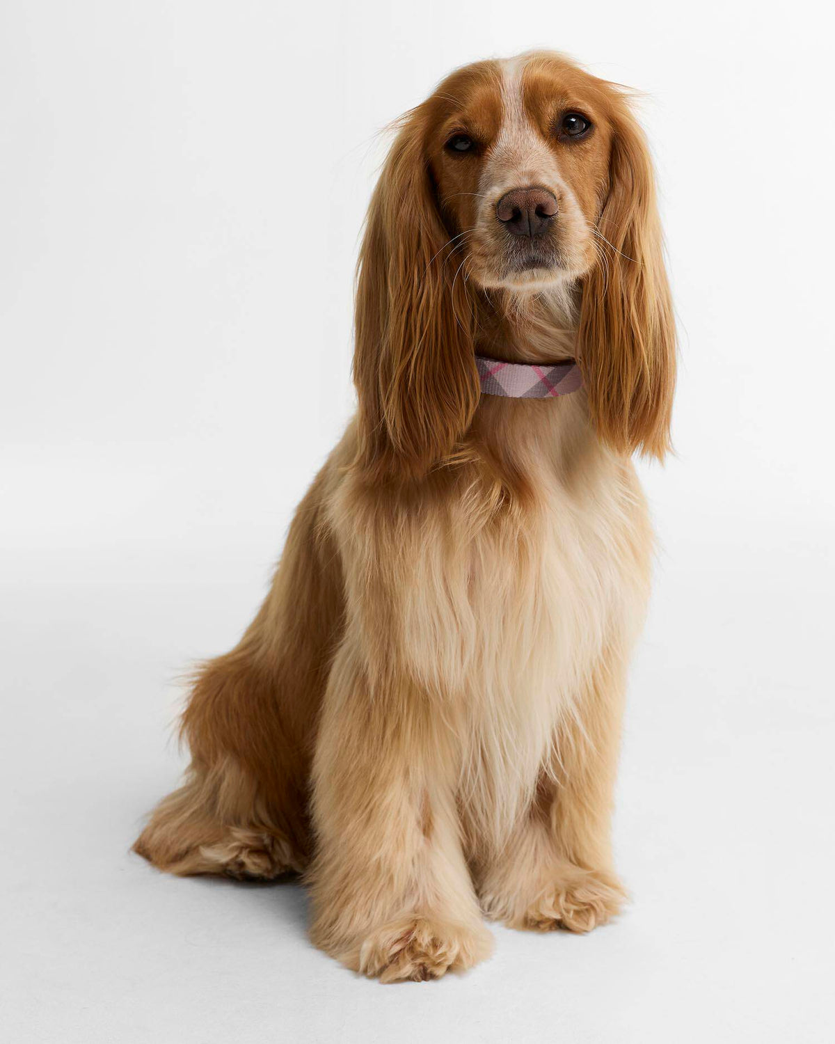 Collier pour chien à motif tartan - Barbour