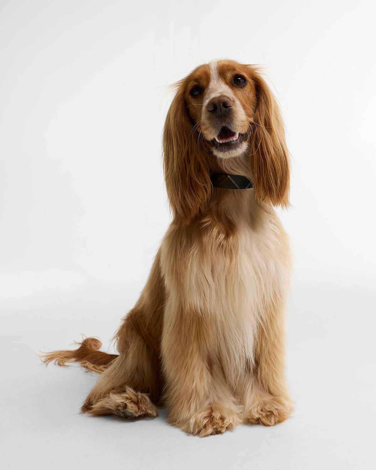Collier pour chien à motif tartan - Barbour