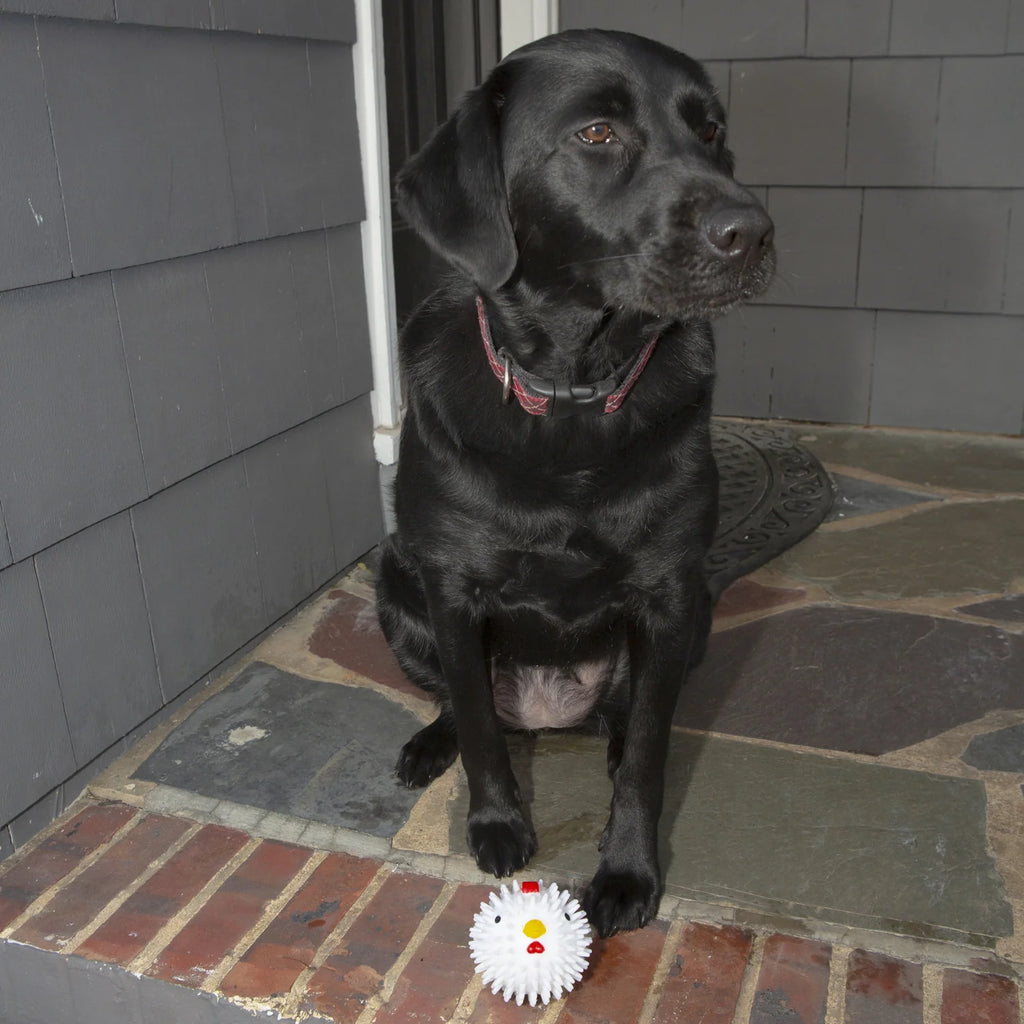 Jeu Chicken Dog Ball - Kikkerland