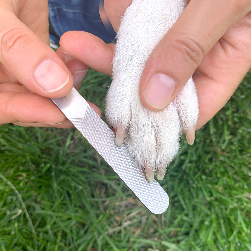 Kit spa pour chien - Kikkerland