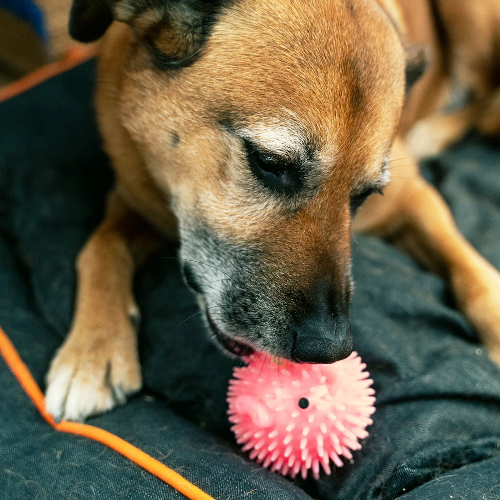 Jeu Piggy Dog Ball - Kikkerland