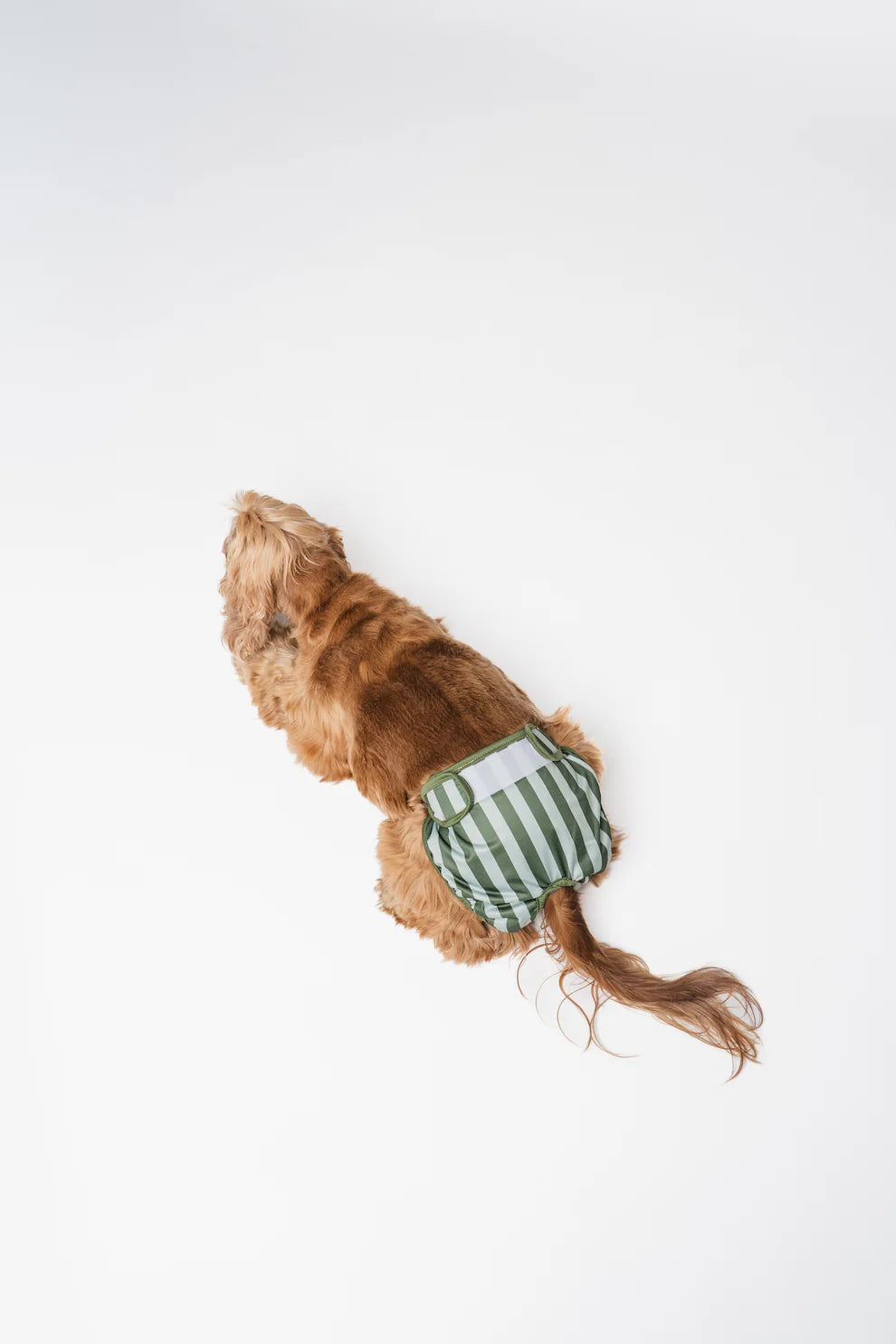 Culottes menstruelles pour chiennes à rayures - Lou and Co.