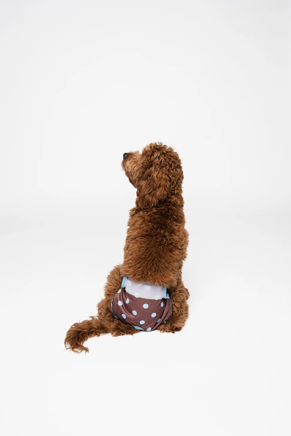 Culottes menstruelles pour chiennes à pois - Lou and Co.