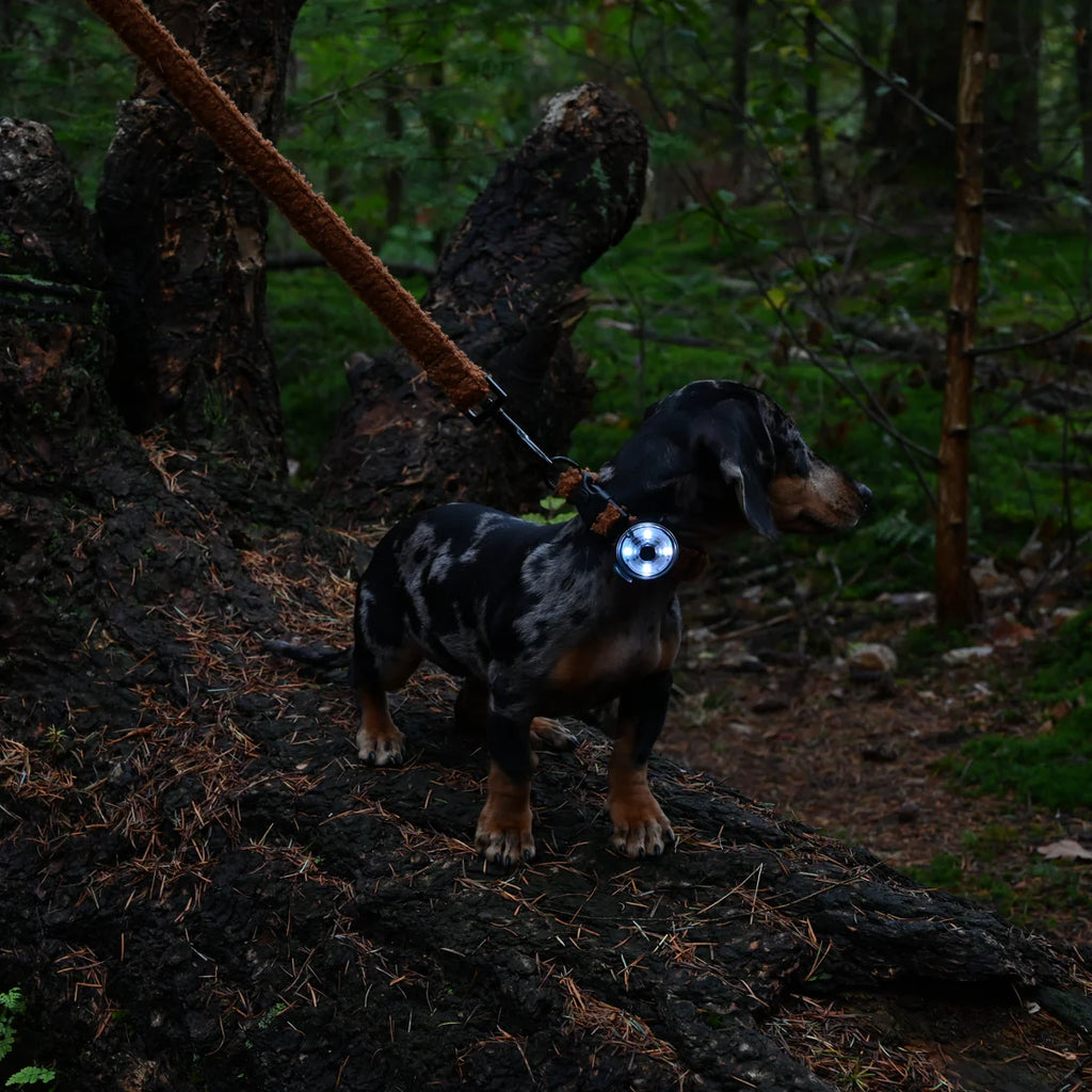 Lumière de sécurité pour chien - Trimmi