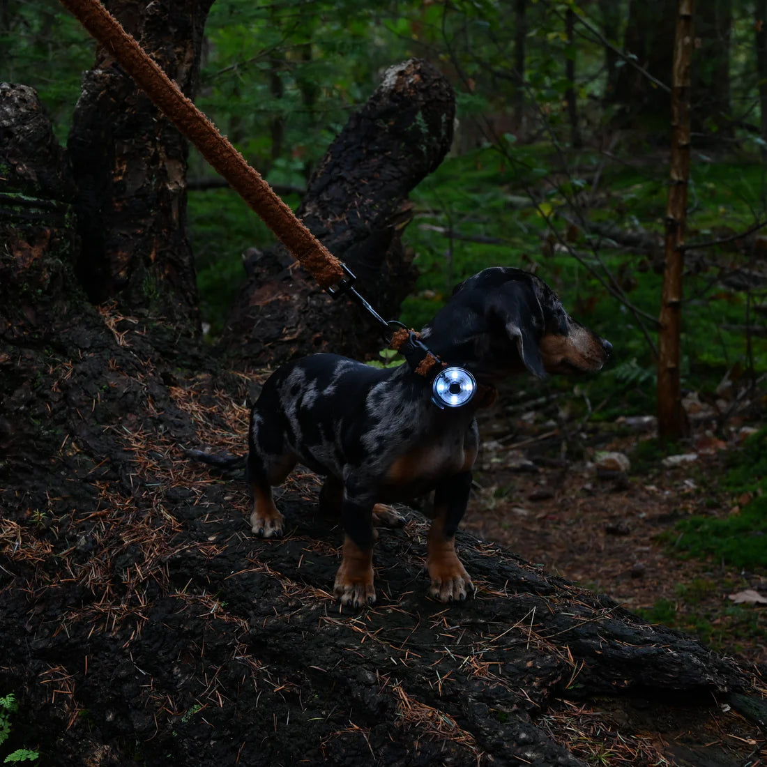 Lumière de sécurité pour chien - Trimmi