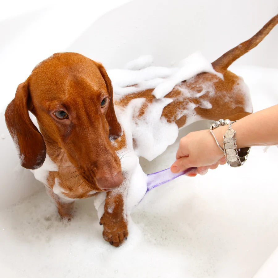 Shampoing pour teckels à poil court - Masco Beauty
