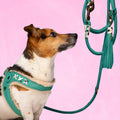 Harnais pour chien Frenkie Turquoise Taille 6 (L) - Dog With a Mission