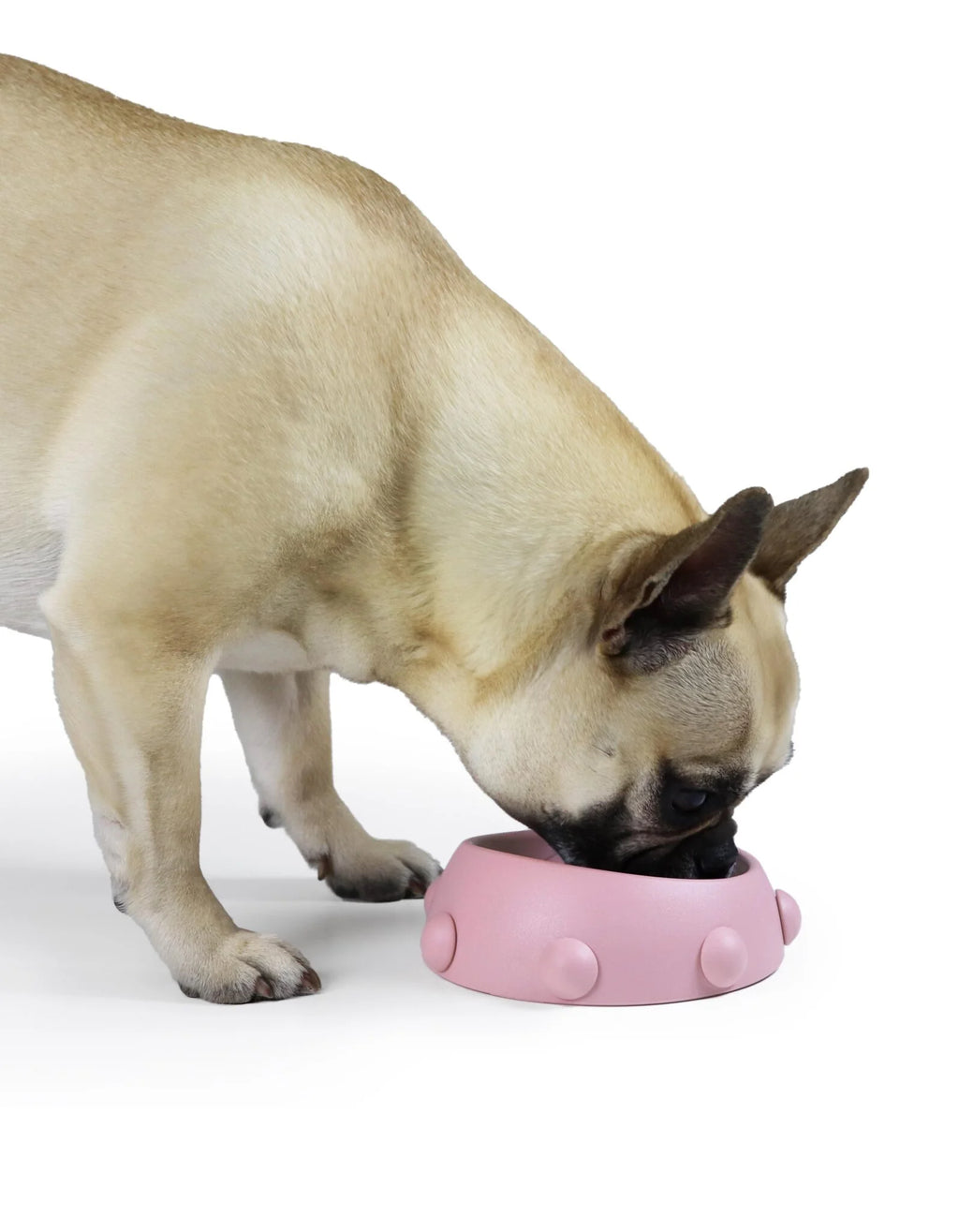 Gamelle pour petits chiens et chats Boss Nano - United Pets Milano