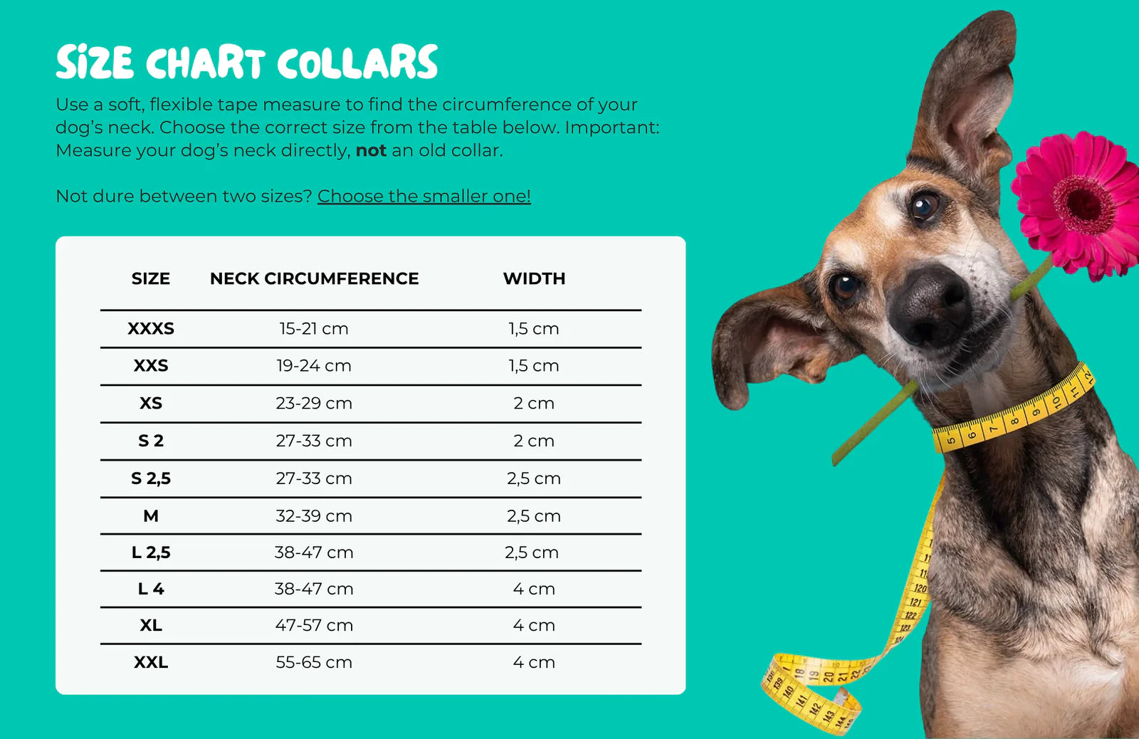Collier pour chien Dandy - Dog With a Mission