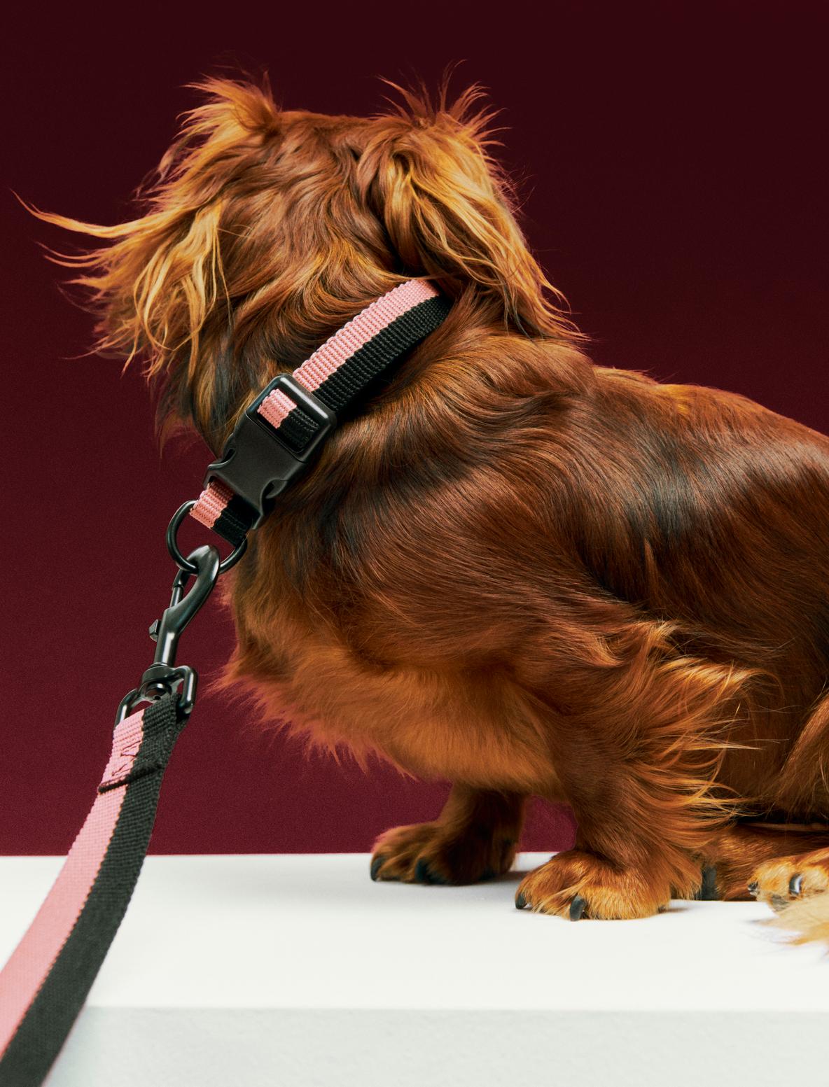 Colliers plats pour chien - Hay