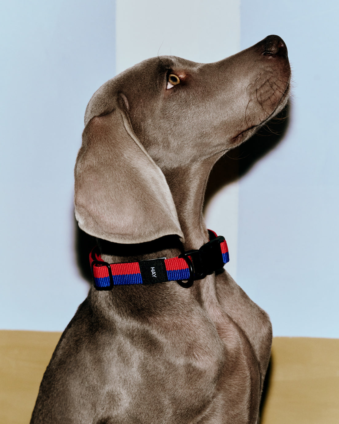 Colliers plats pour chien - Hay