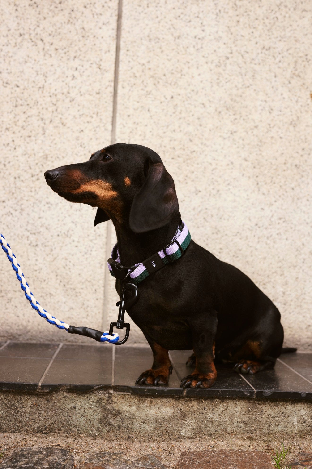 Colliers plats pour chien - Hay