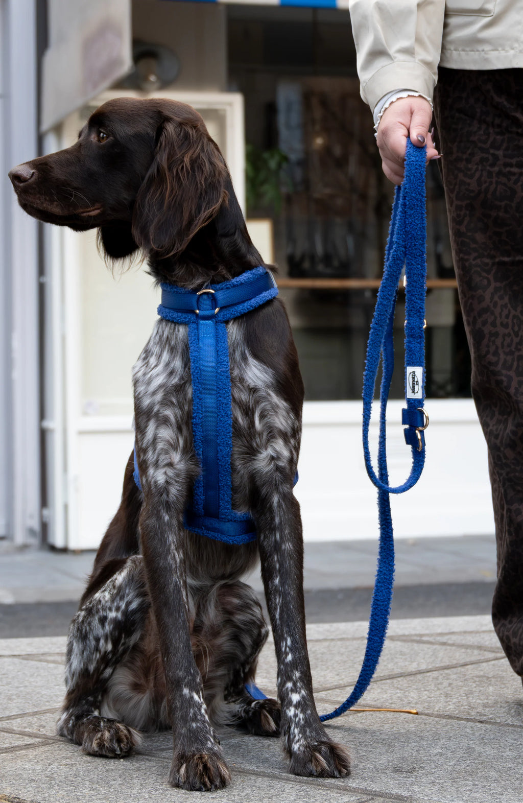 Le harnais GEORGES - Jeannette Dogs