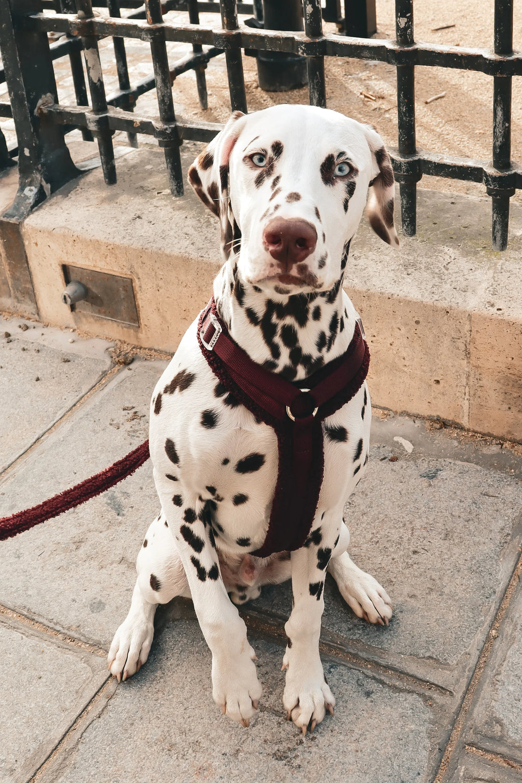 Le harnais GEORGES - Jeannette Dogs