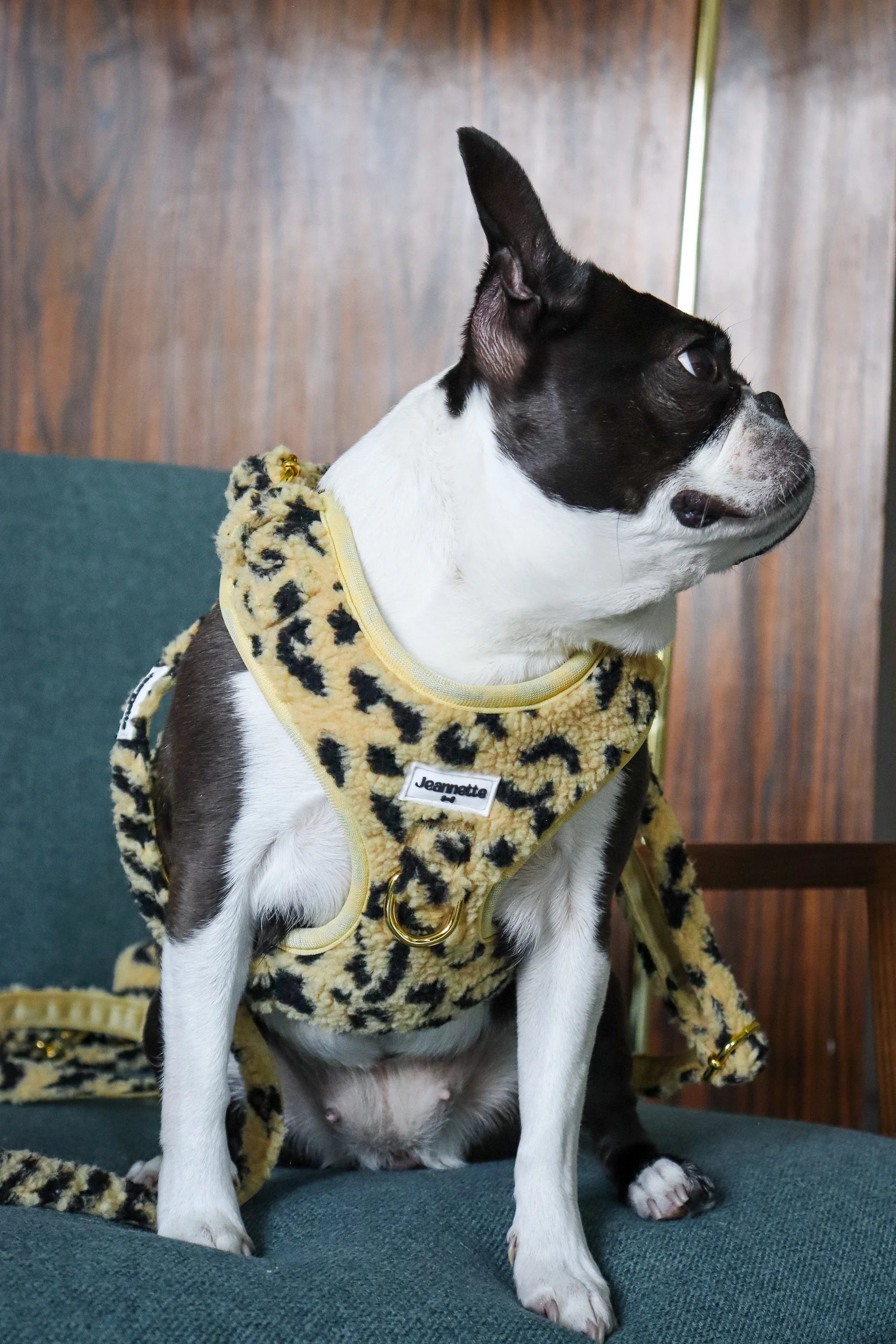 Le harnais GÉRARD - Jeannette Dogs