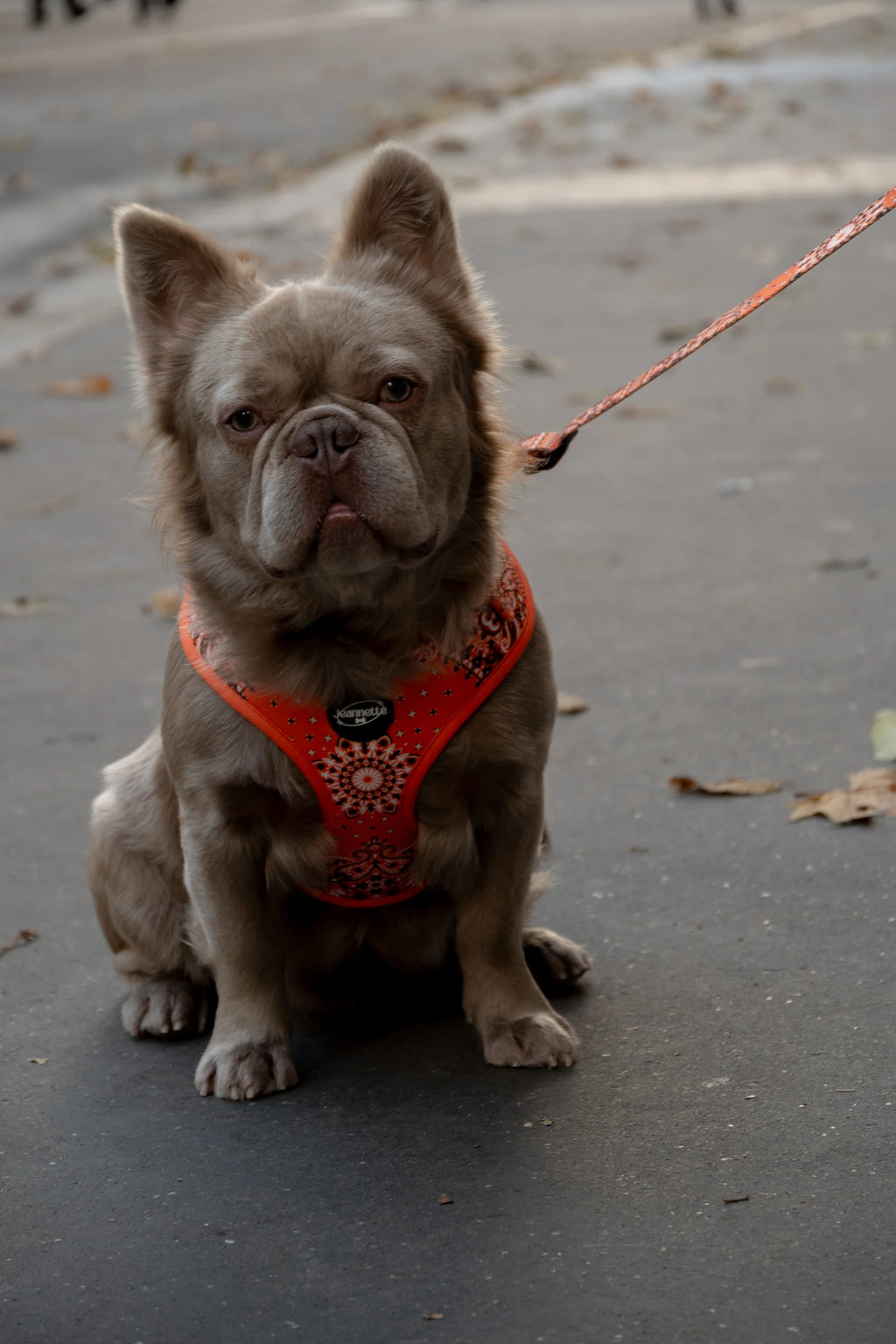 Le harnais JACQUES - Jeannette Dogs