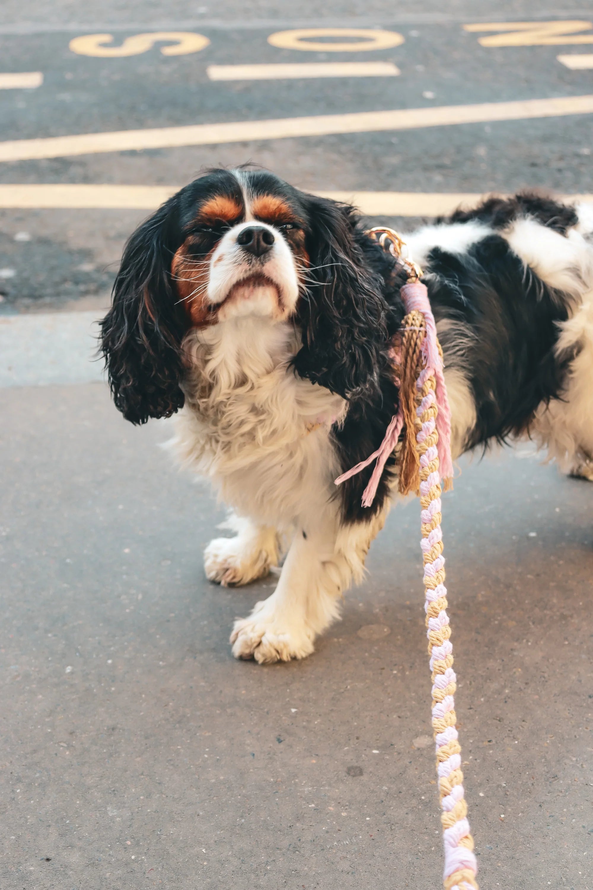 Le harnais JÉRÔME - Jeannette Dogs