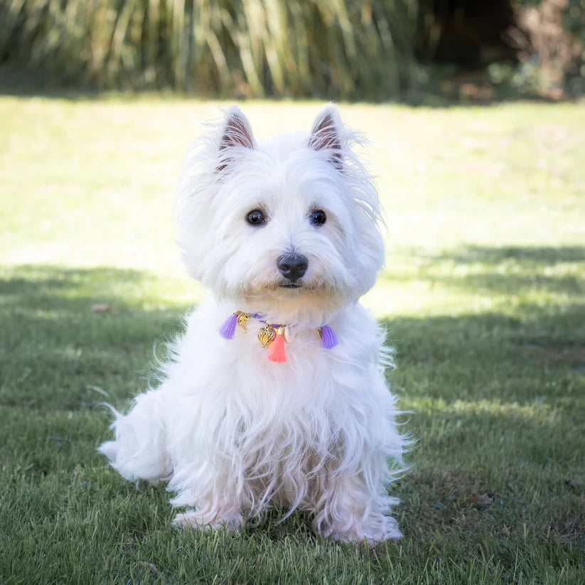 Collier pour chien style bandana - Worldog