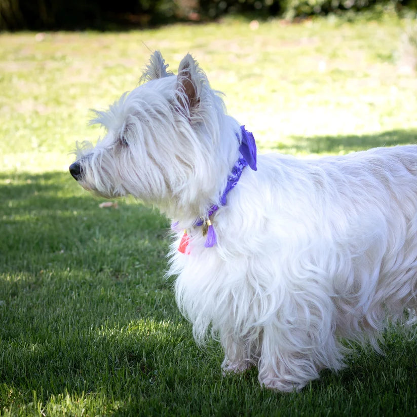 Collier pour chien style bandana - Worldog
