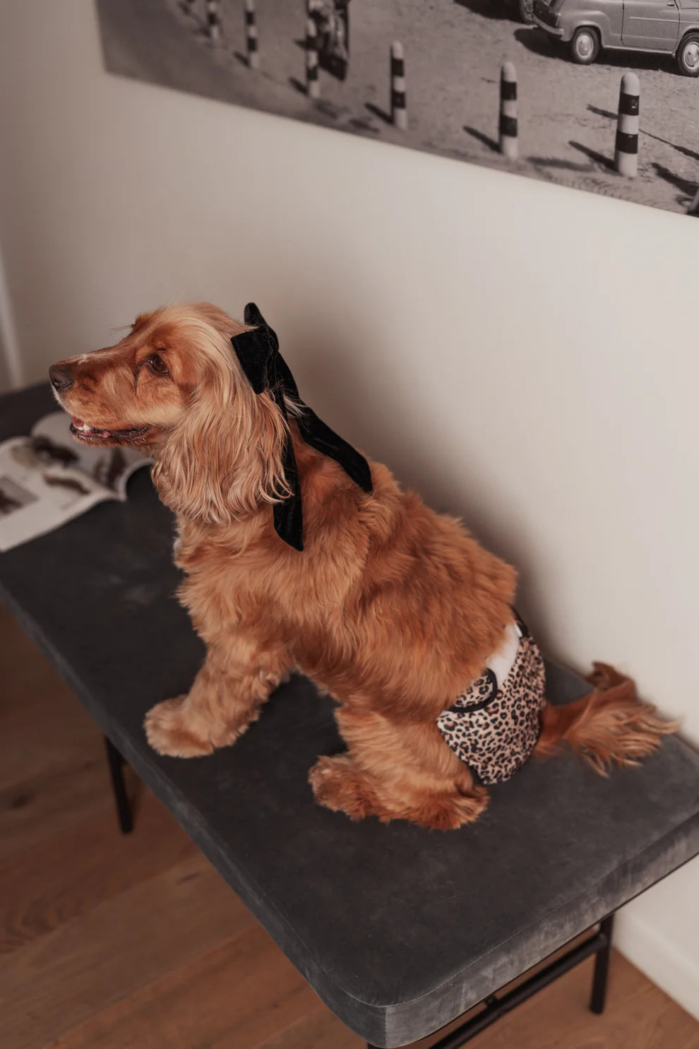 Culottes menstruelles pour chien Leo - Lou and Co.