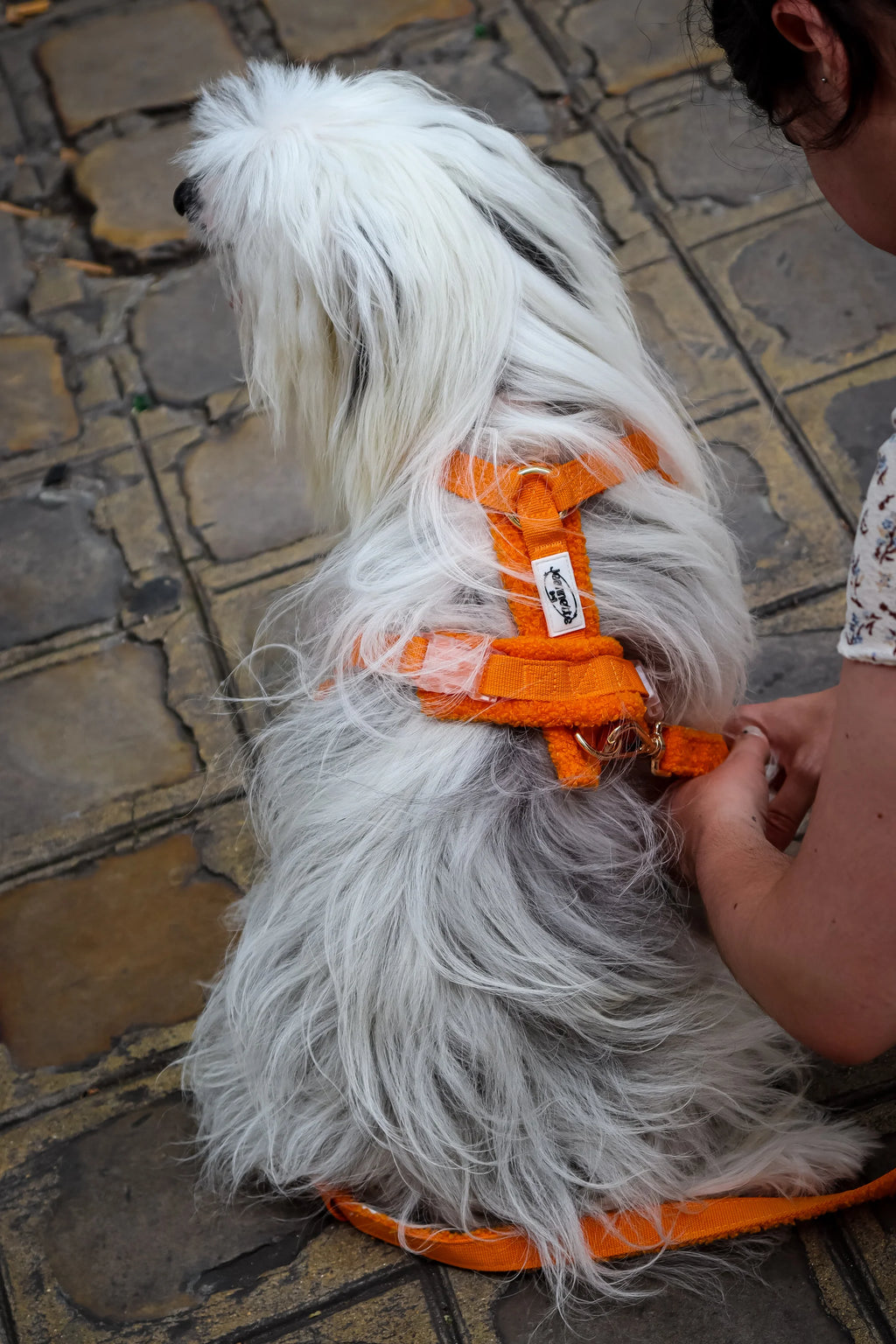 La laisse GEORGES - Jeannette Dogs