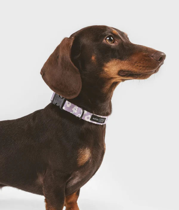 Collier PET recyclé - Cafide