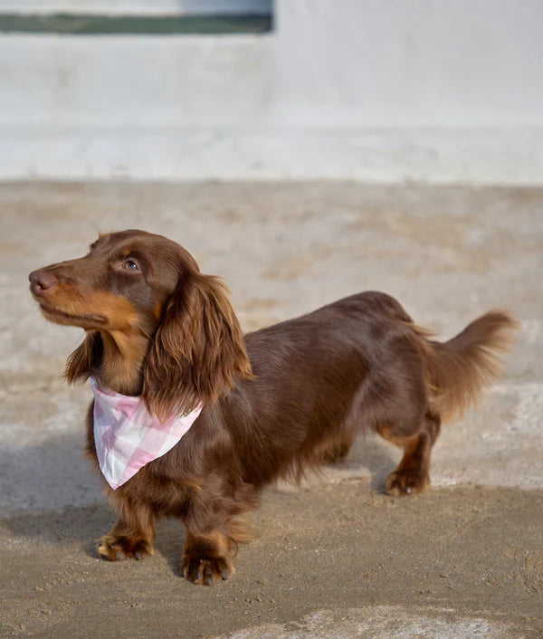 Bandana pour chien - Cafide