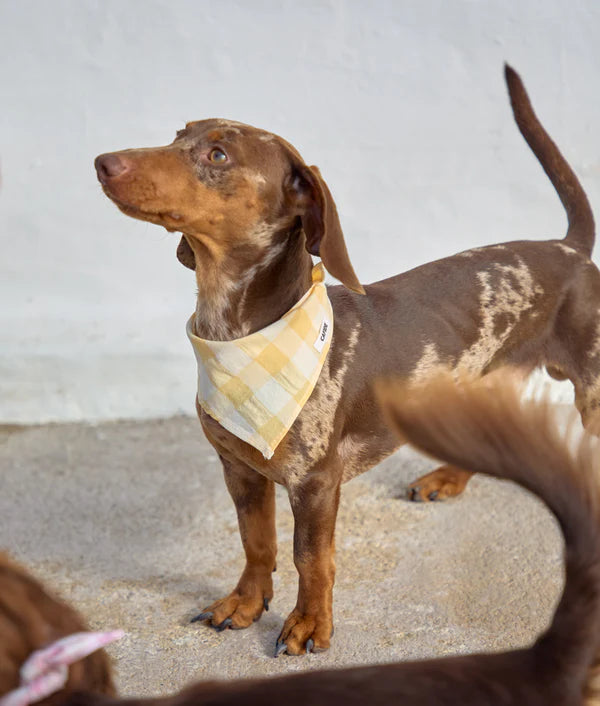 Bandana pour chien - Cafide