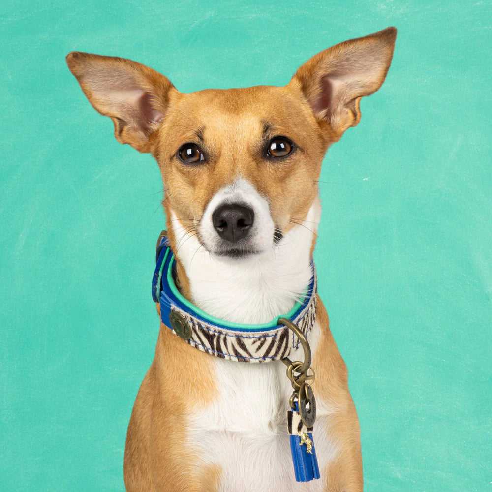 Collier pour chien Dandy - Dog With a Mission
