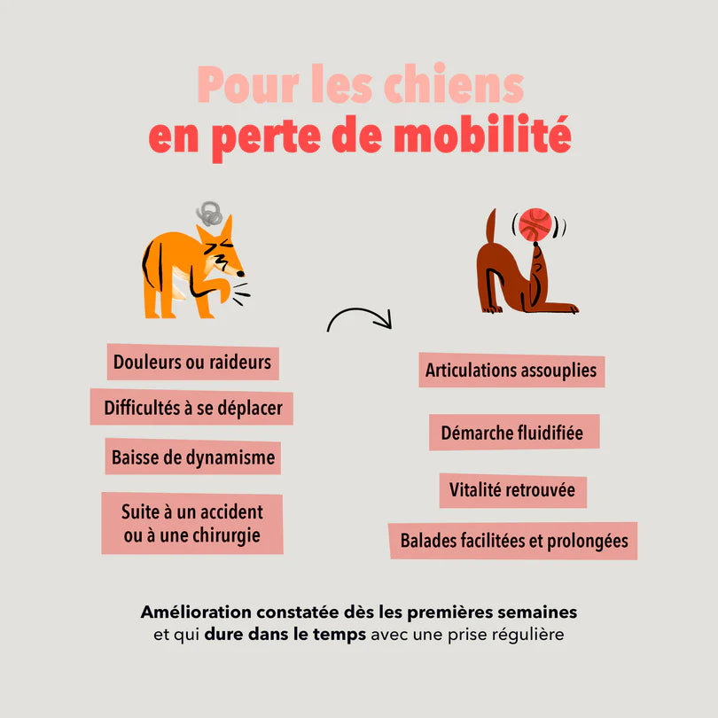 Les Bouchées Delamour - Articulations