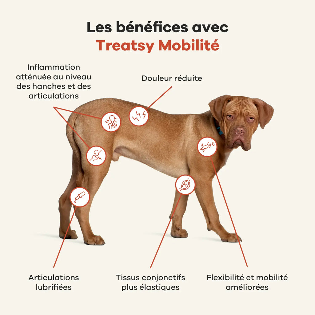 Mobilité - Treatsy