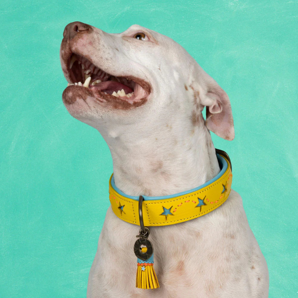 Collier pour chien Urban Blue Star XL - Dog With a Mission