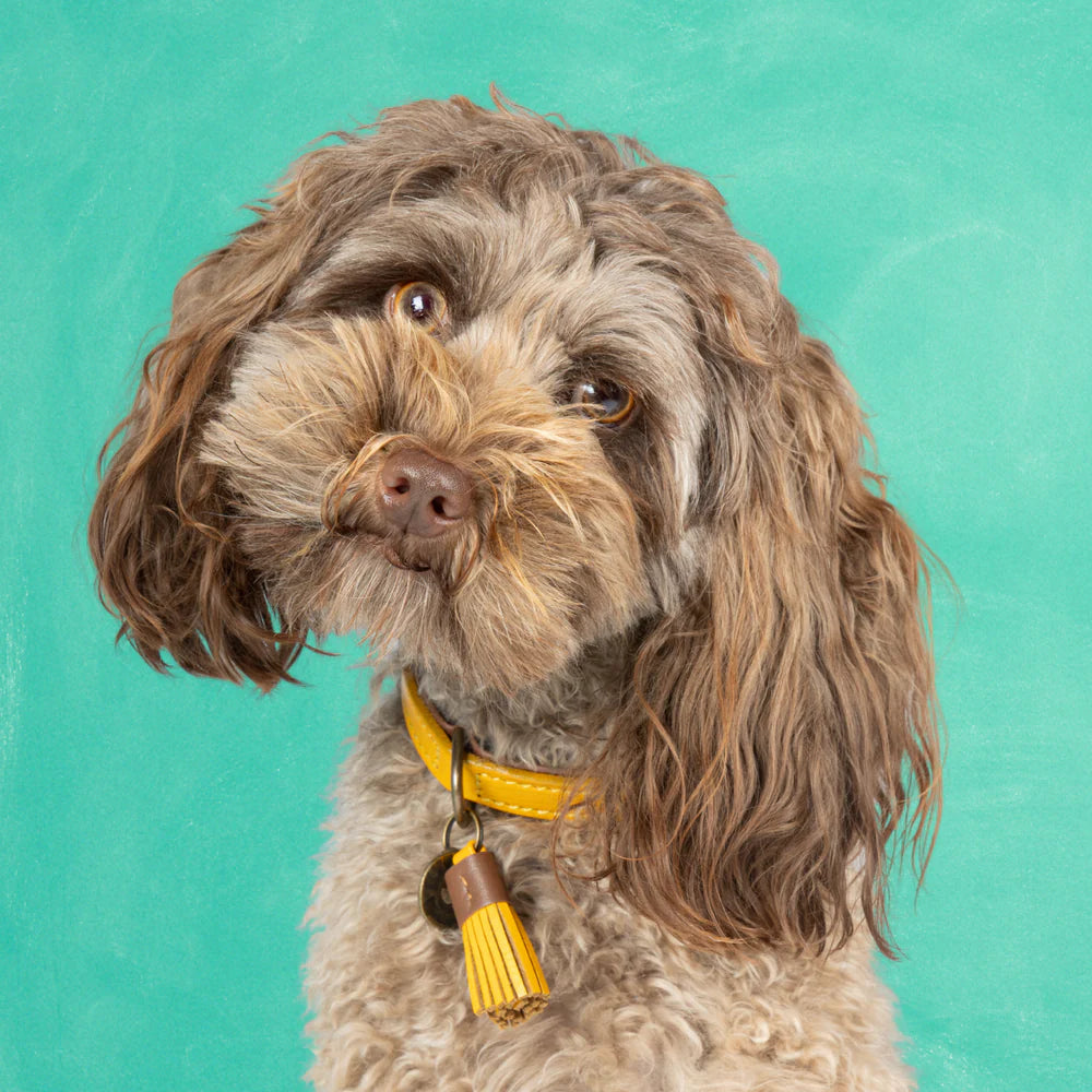 Collier New York Yankees - Dog With a Mission