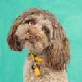 Collier New York Yankees - Dog With a Mission