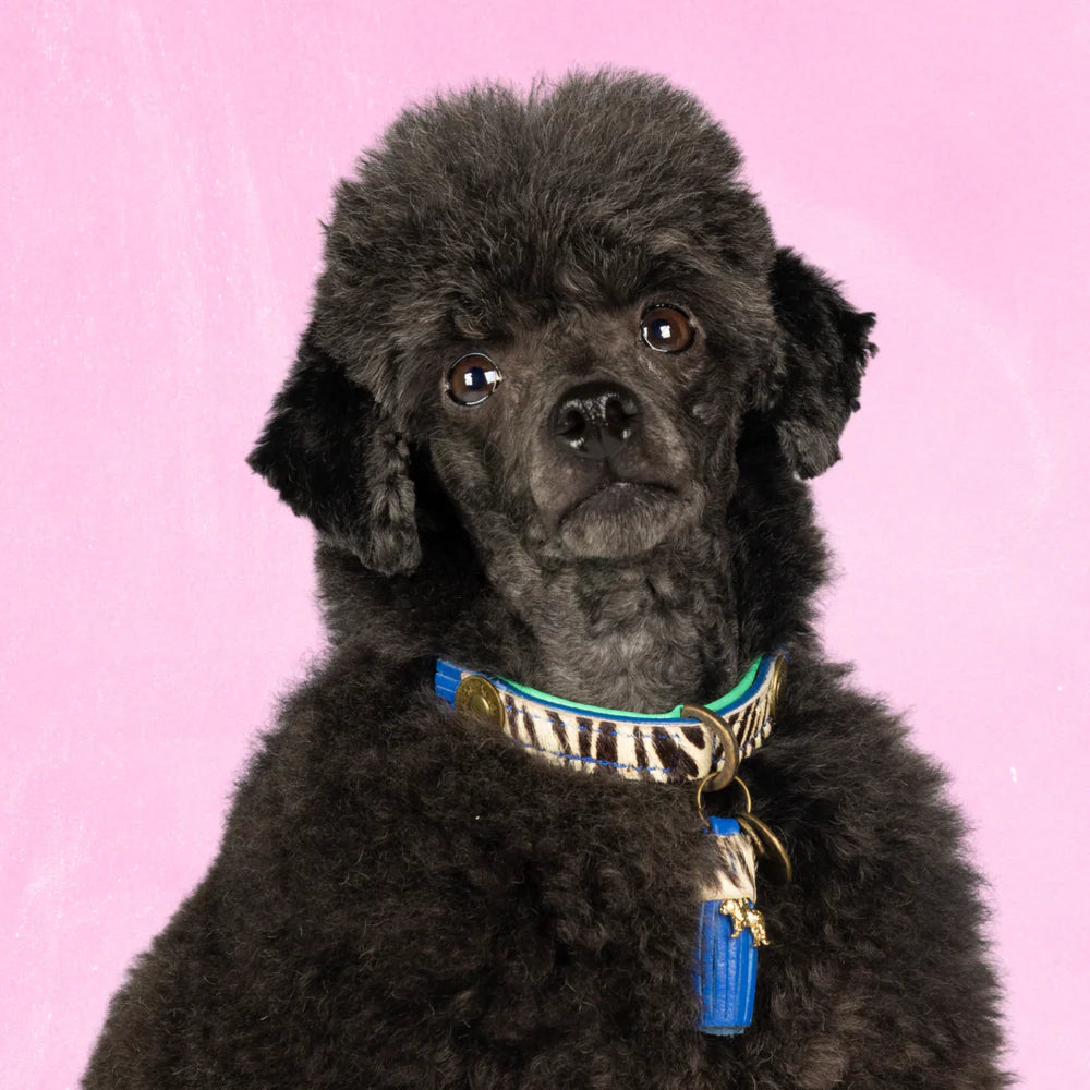 Collier pour chien Dandy - Dog With a Mission