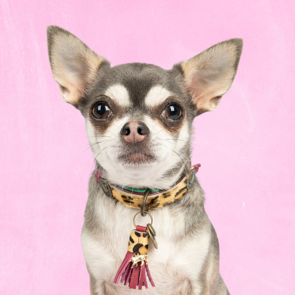 Collier pour chien Lou Lou - Dog With a Mission