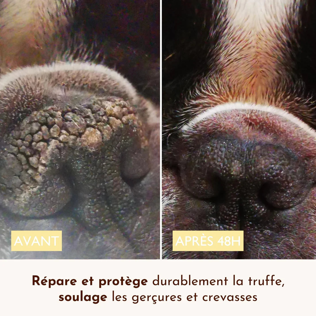 Baume truffe chien - Dexter&Mango